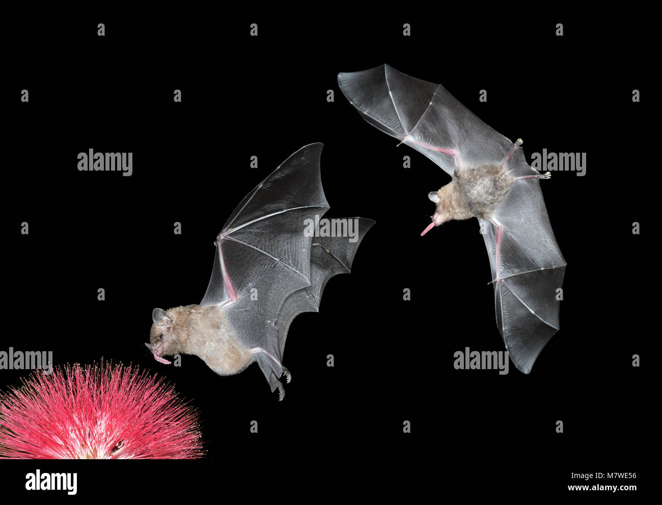 Comune di lungo-tonged Bat - Glossophaga soricina Foto Stock