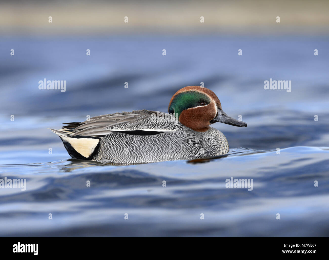 Alzavola - Anas crecca Foto Stock