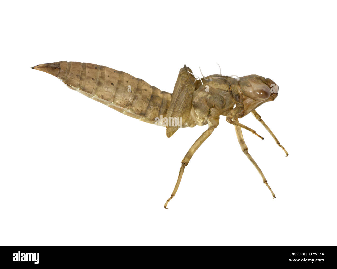 Brown Hawker - Aeshna grandis - larva di libellula esuvia Foto Stock