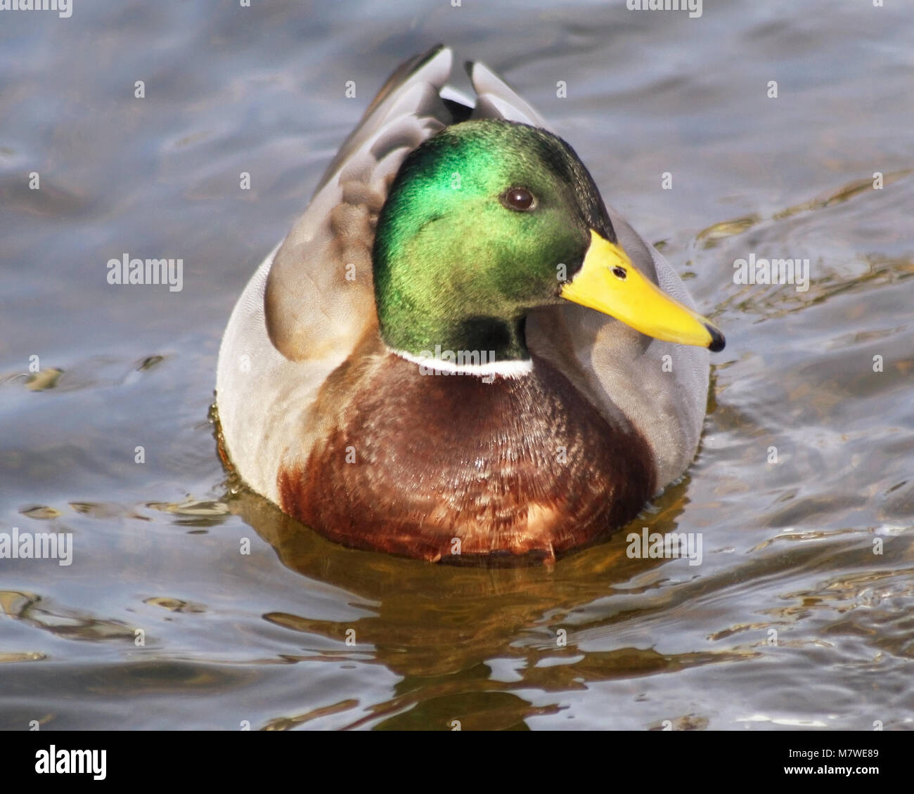 Close up di Mallard Duck drake nuoto in acque tranquille Foto Stock