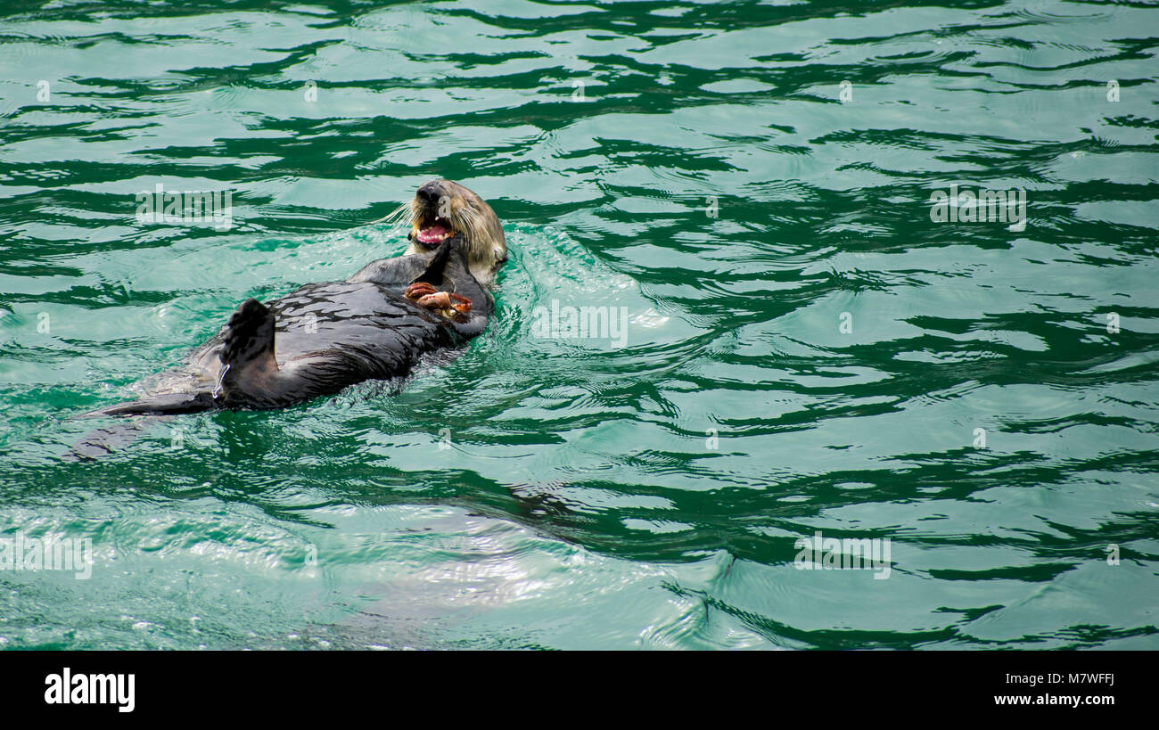 Lontra di mare Porto San Luis Obispo Foto Stock