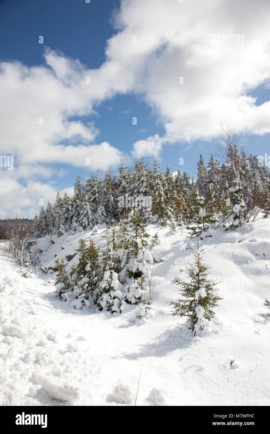 Un ideale magica scena invernale con neve perfetta e alberi Foto Stock