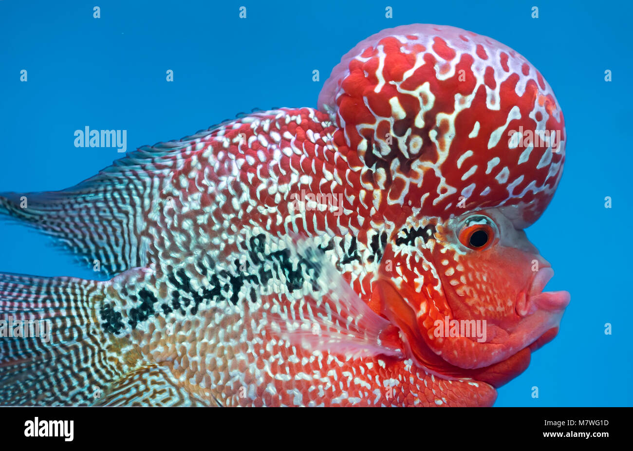 Flowerhorn Cichlid coloratissimi pesci che nuotano nel serbatoio di pesce.  Questo è un pesci ornamentali che simboleggia la fortuna di feng shui in  casa dell'Asian Foto stock - Alamy