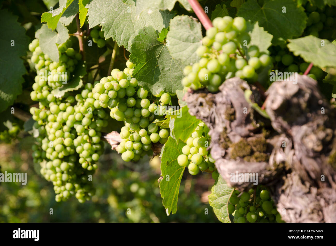 Weintrauben bei Hochheim, Rheingau, Assia, Deutschland Foto Stock