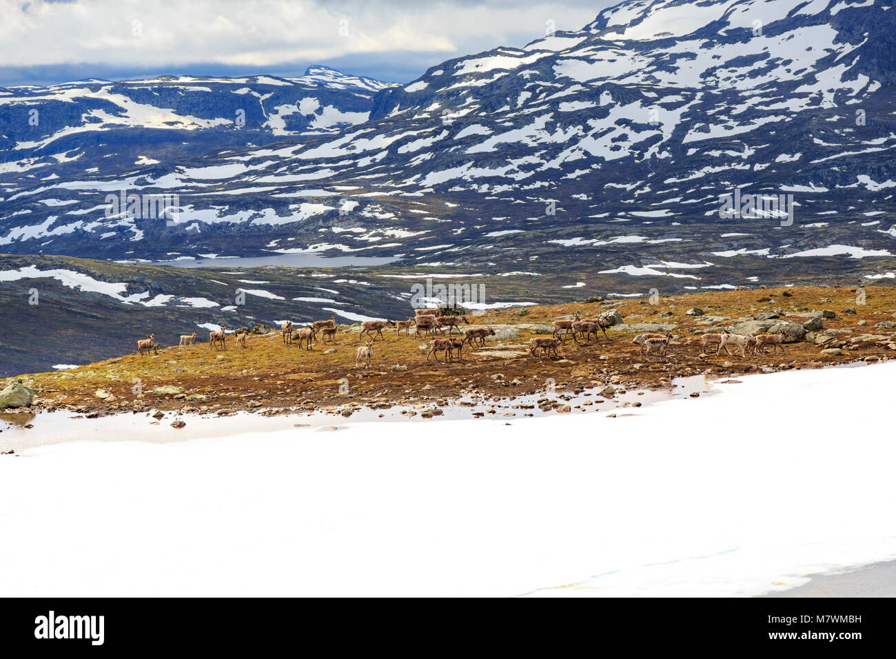 Gregge di renne in Tyin Jotunheimen Norvegia Foto Stock