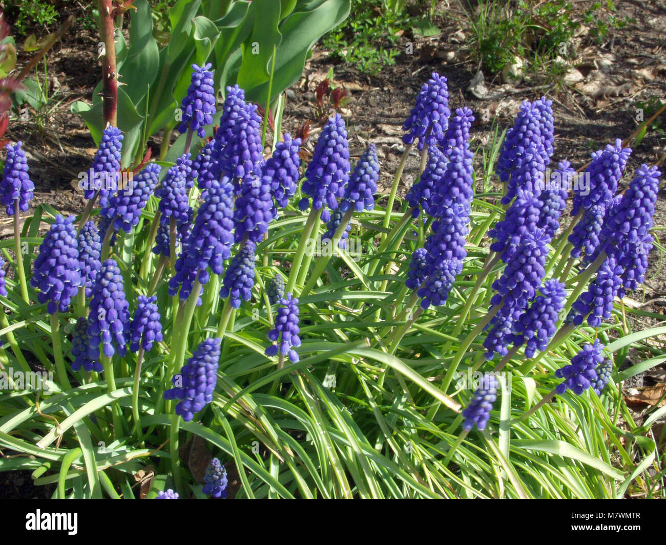 Giacinto di uva, Pärlhyacint (Muscari botryoides) Foto Stock