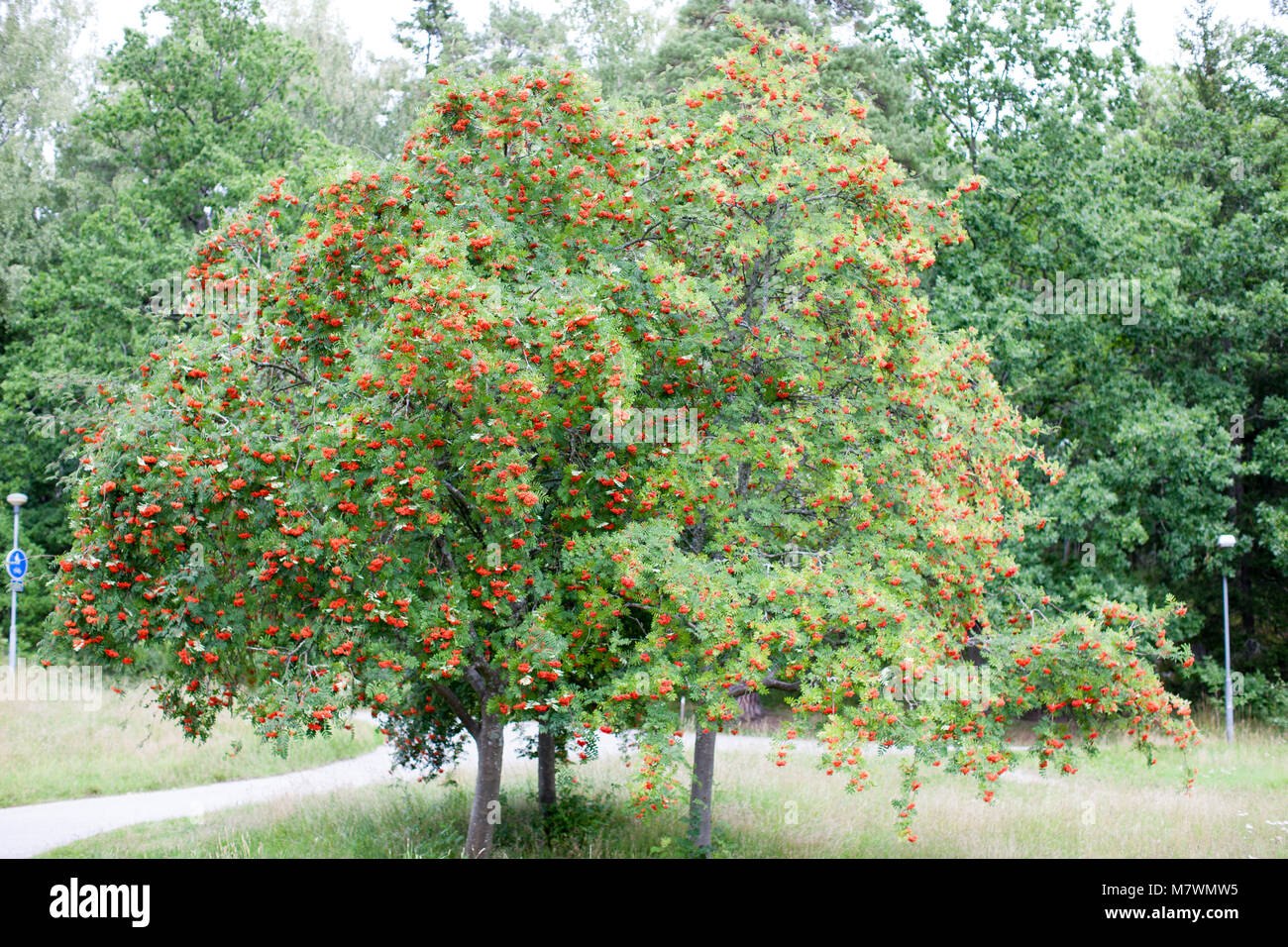 Rowan, mountain-cenere, Rönn (Sorbus aucuparia) Foto Stock