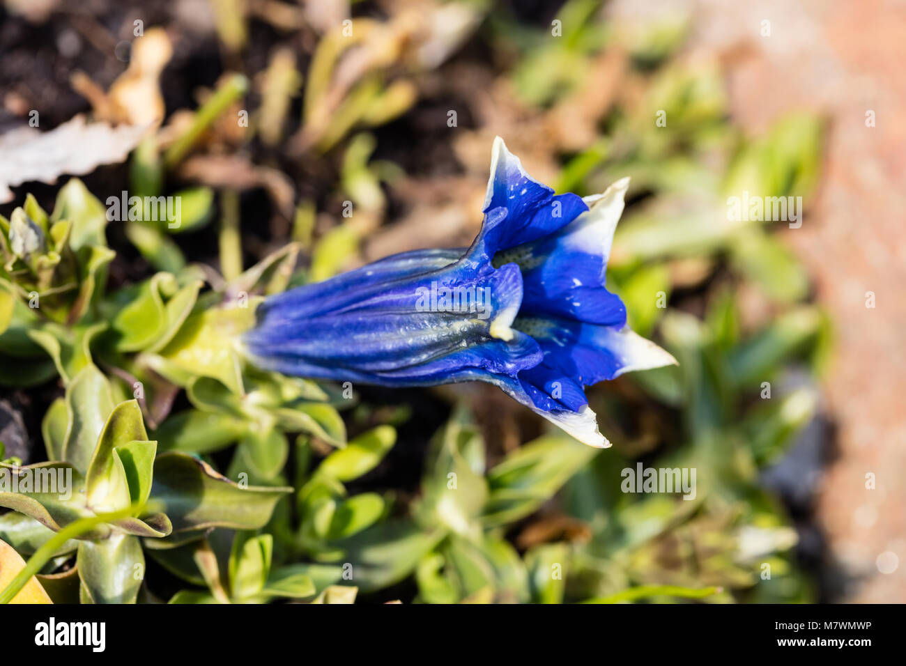 Stemless genziana, Alpgentiana (Gentiana acaulis) Foto Stock