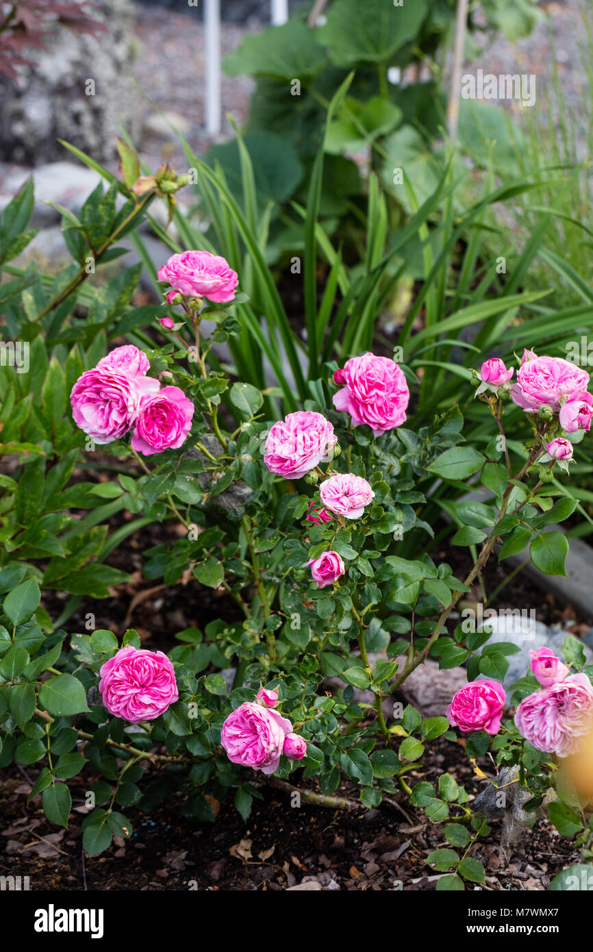 'La Baronessa' Floribunda Rose, Floribundaros (rosa) Foto Stock