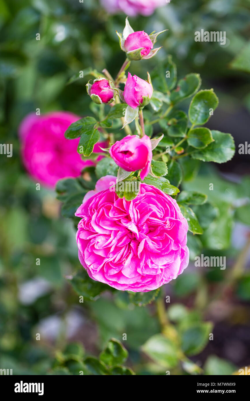 'La Baronessa' Floribunda Rose, Floribundaros (rosa) Foto Stock