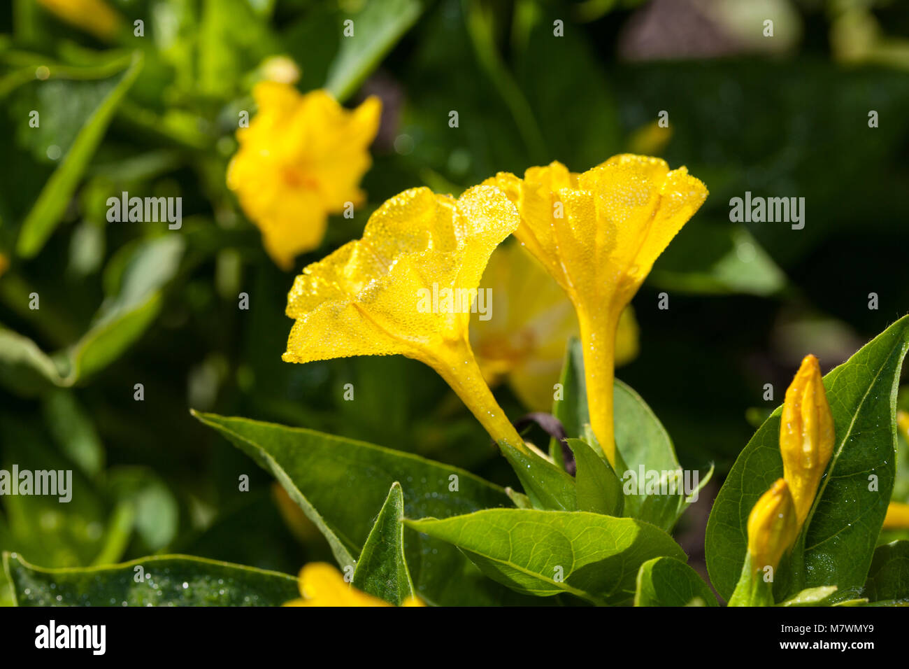 Quattro ore di fiore, Underblomma (Mirabilis Jalapa) Foto Stock