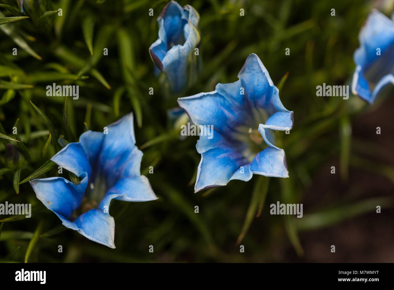 "Blu" di seta cinese appariscente genziana, Höstgentiana (Gentiana sino-ornata) Foto Stock