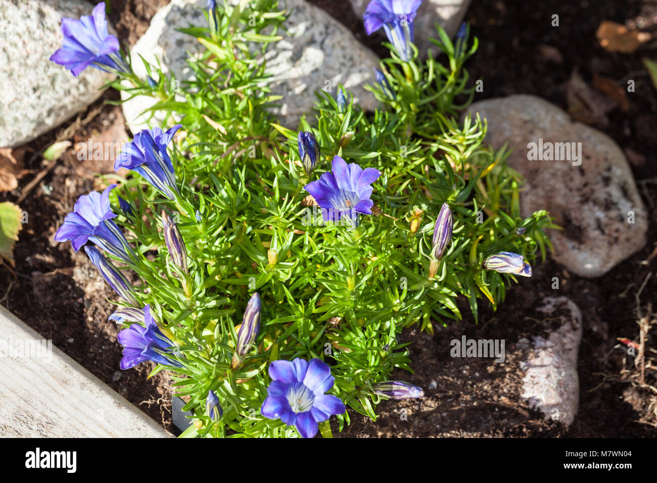 "Blu" di seta cinese appariscente genziana, Höstgentiana (Gentiana sino-ornata) Foto Stock