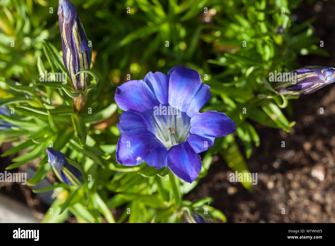 "Blu" di seta cinese appariscente genziana, Höstgentiana (Gentiana sino-ornata) Foto Stock