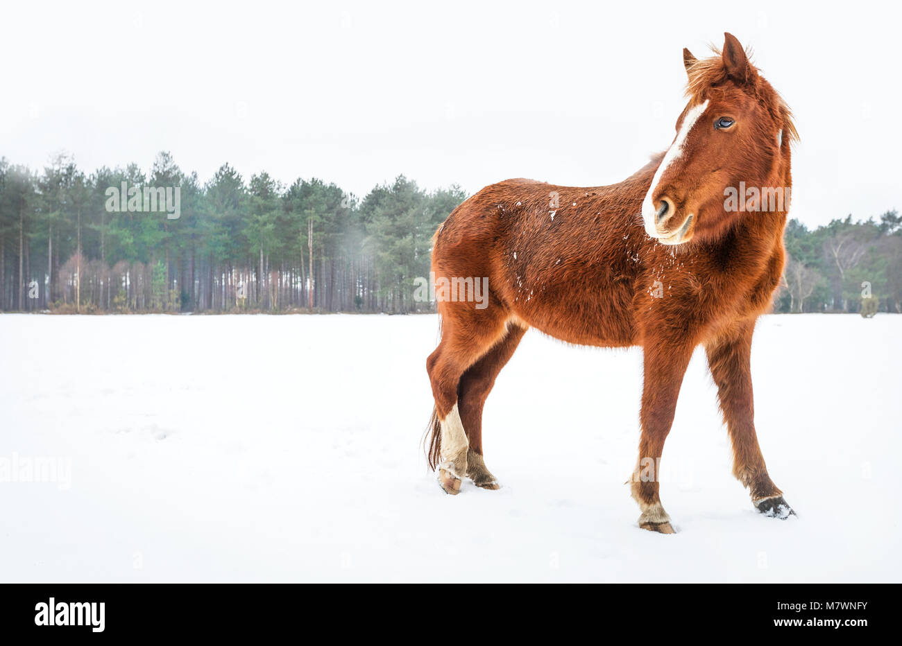 New Forest Pony nella neve nel nuovo Parco Nazionale Foreste vicino Beaulieu Foto Stock