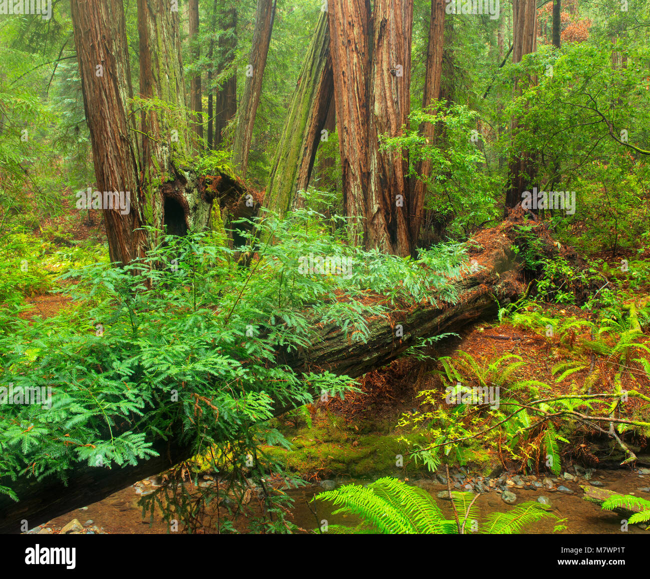 Redwoods, Sequoia sempervirens, Muir Woods National Monument, Marin County, California Foto Stock