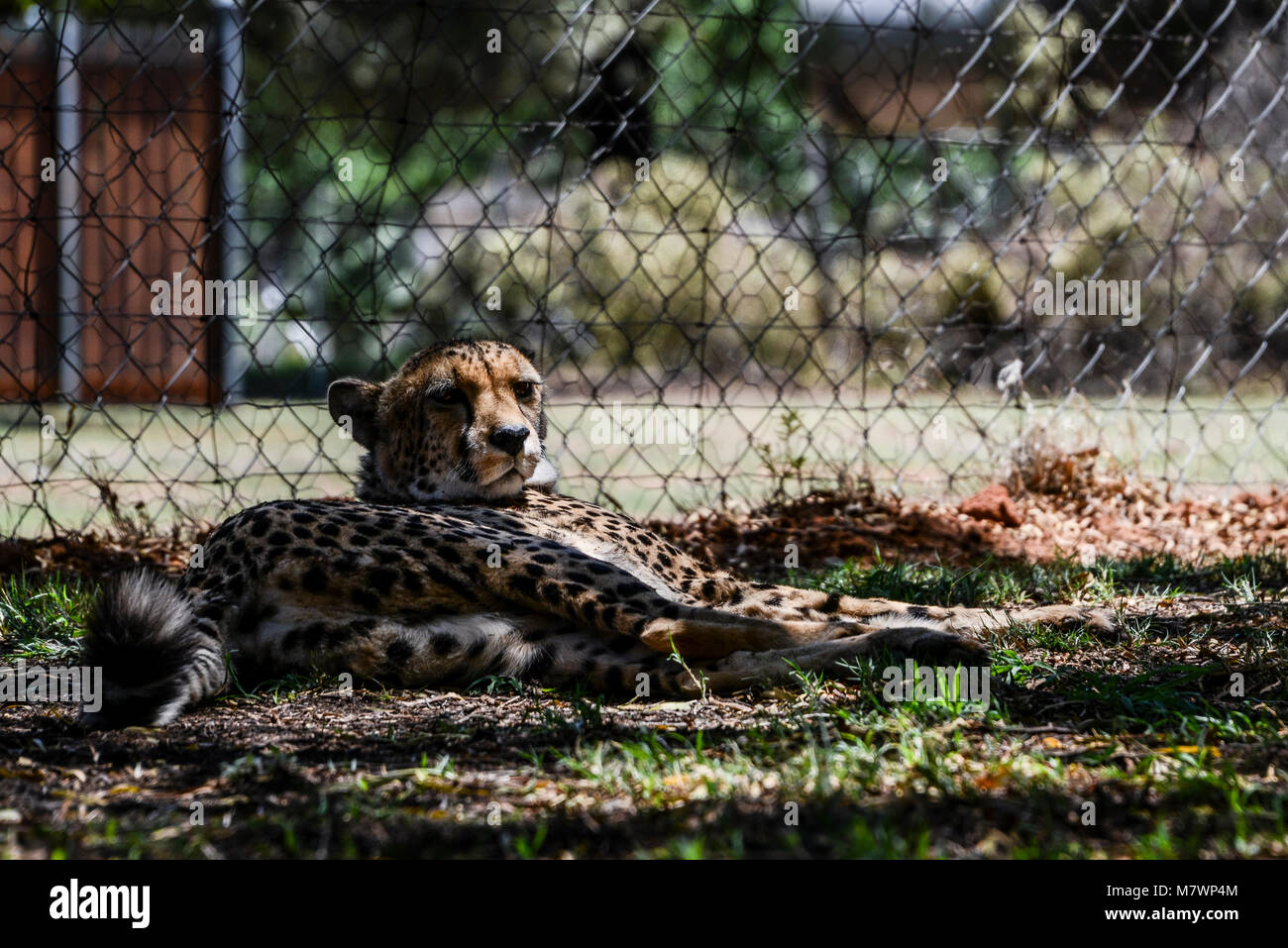 Un ghepardo (Acinonyx jubatus) al ghepardo Expertience, Bloemfontein Foto Stock