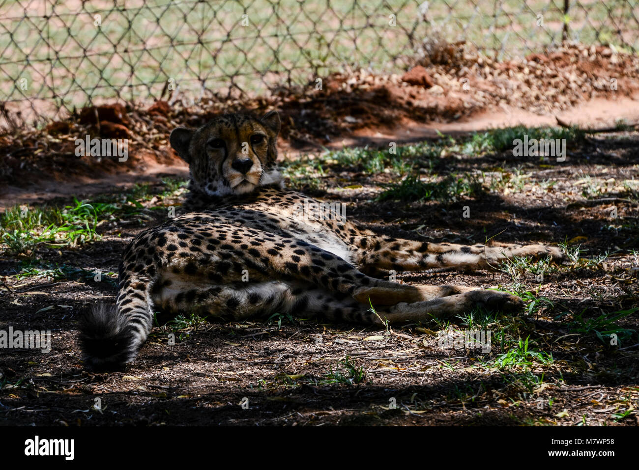 Un ghepardo (Acinonyx jubatus) al ghepardo Expertience, Bloemfontein Foto Stock