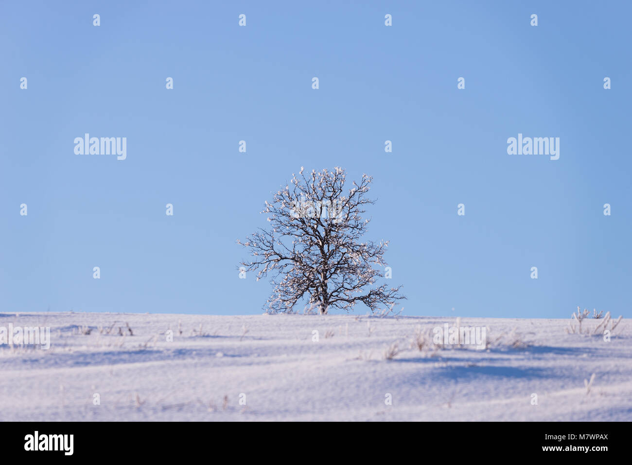 Singel albero, albero solitario, mountan top, finnmark Foto Stock