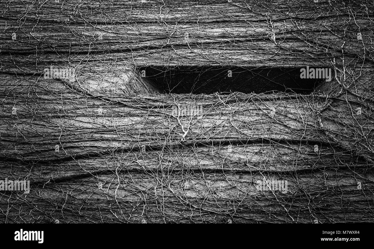 Abstract naturale pattern creato da vitigni la crescita di un edificio. Wild e surreale textured pattern in bianco e nero, slot scuro in alto a destra. Foto Stock