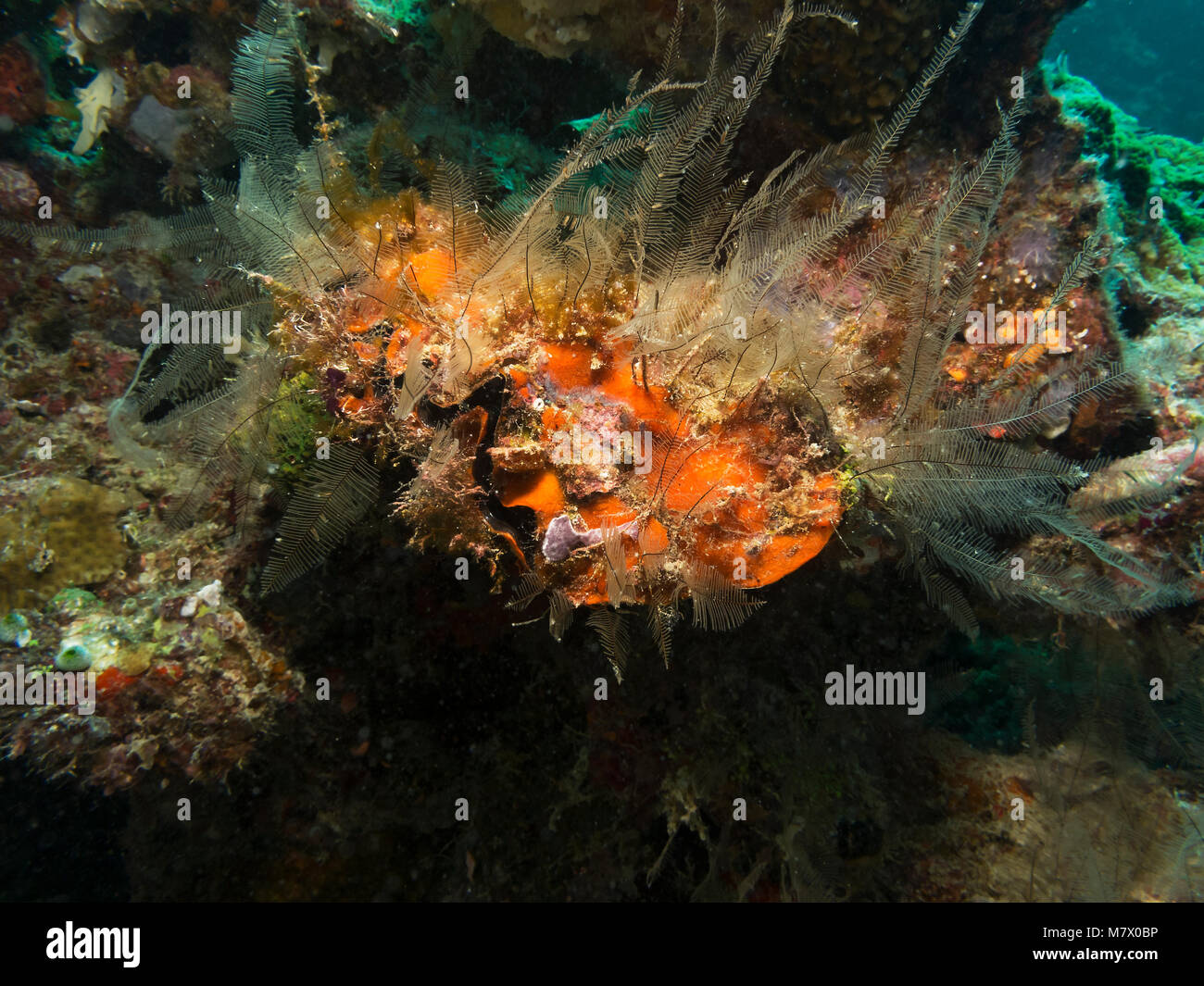 Maxima clam Tridacna maxima, su Coral reef di Bathala, Maldive Foto Stock