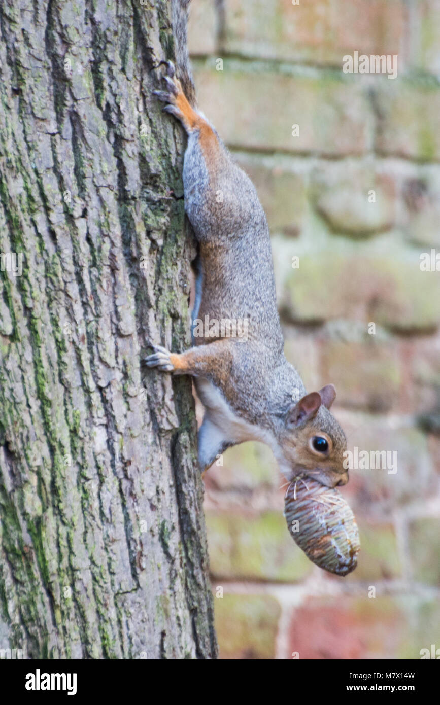 Divertente immagine orientale di scoiattolo grigio si arrampica verso il basso di colore grigio tronco di albero durate la portante un dado massiccio nella sua bocca Foto Stock