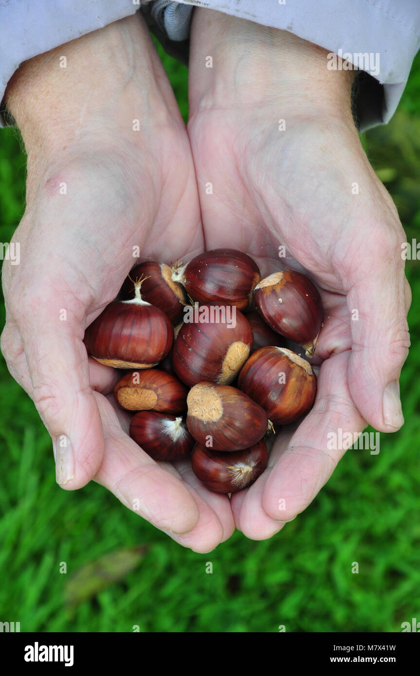 Le castagne in mani Foto Stock