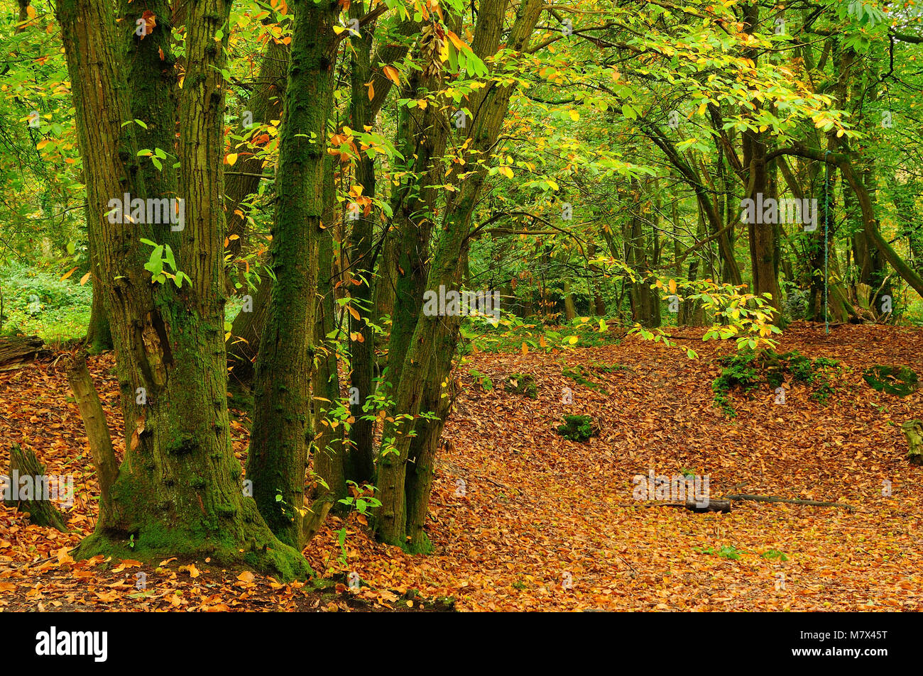 Dolci alberi di castagno in autunno, Thorncombe legno, Dorset, Regno Unito. Foto Stock