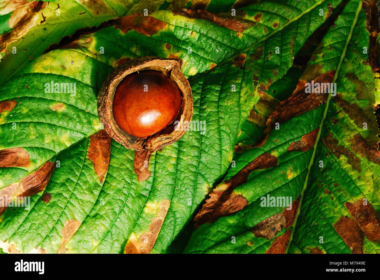 Ippocastano o 'conker' Dorset, Regno Unito Settembre Foto Stock