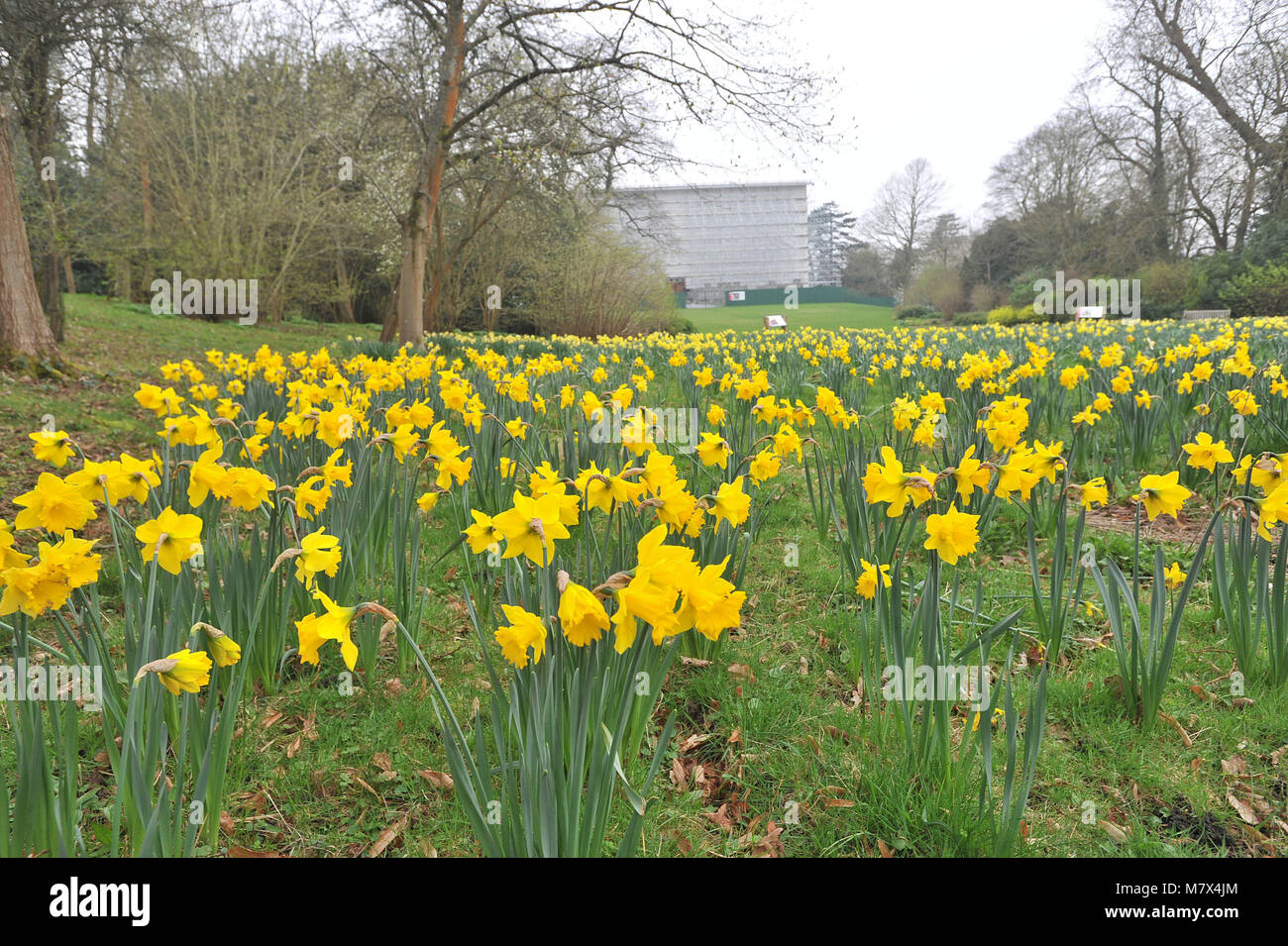 Clandon Park House, West Clandon, Guildford - Foto di un campo di narcisi a Clandon Park nei giardini, che sono in piena fioritura, venerdì 24 marzo 2017. Foto Stock