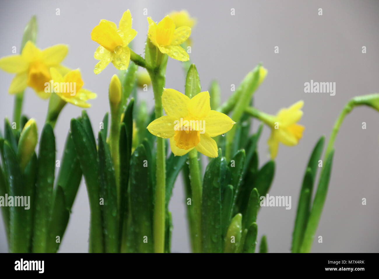 Yellow Daffodils, narcisi "tête-à-tête' Foto Stock