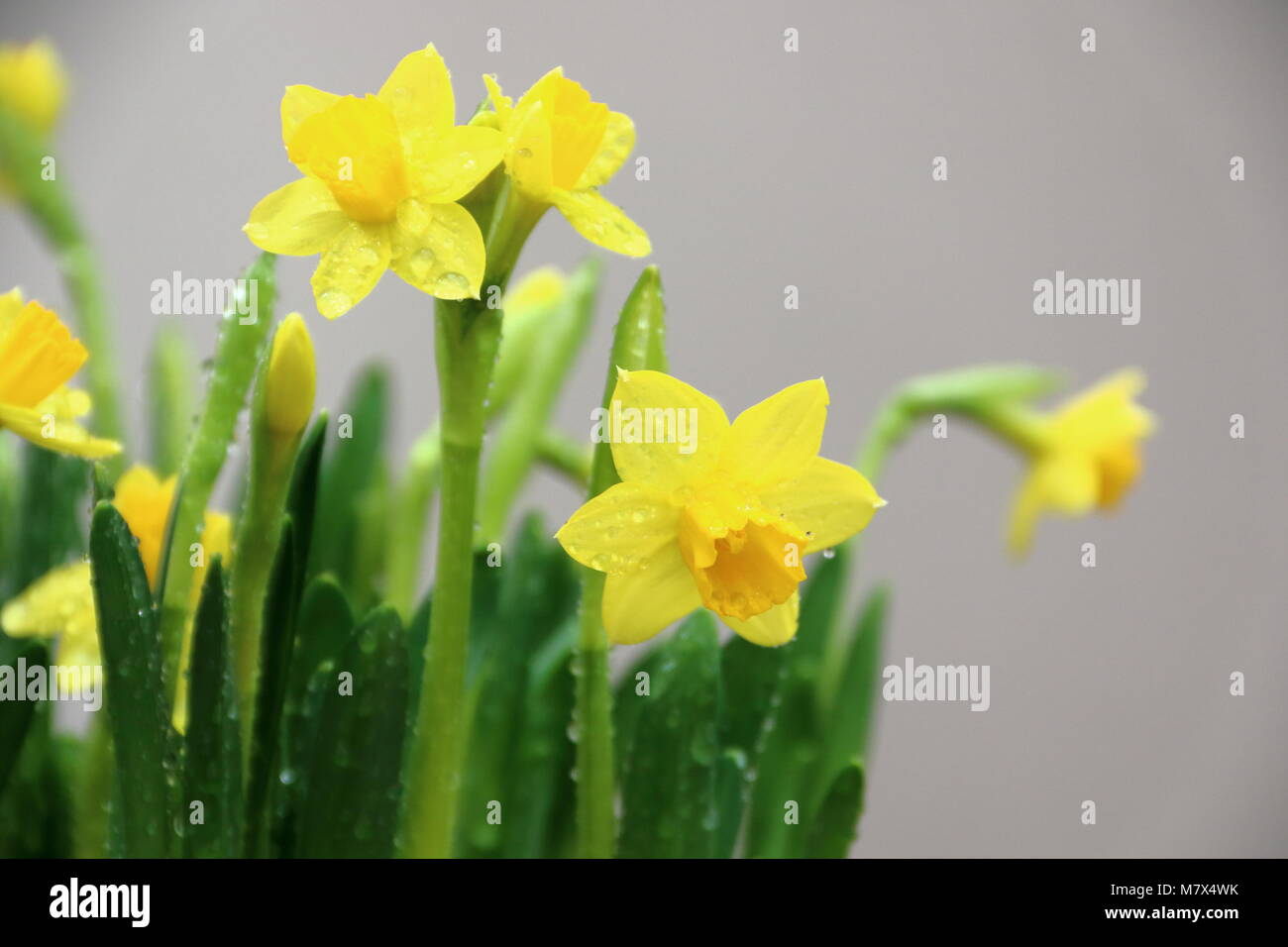 Yellow Daffodils, narcisi "tête-à-tête' Foto Stock