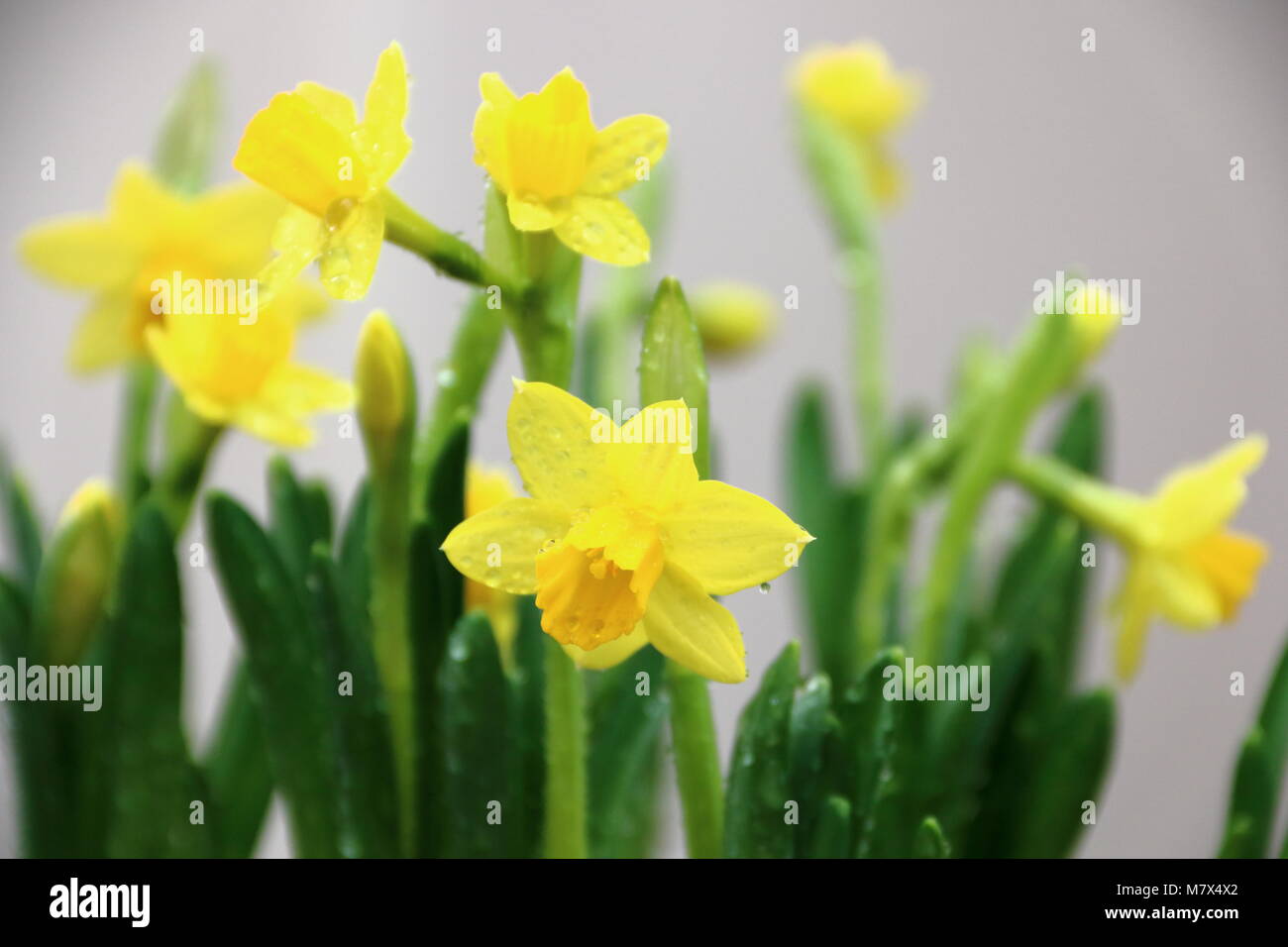 Yellow Daffodils, narcisi "tête-à-tête' Foto Stock