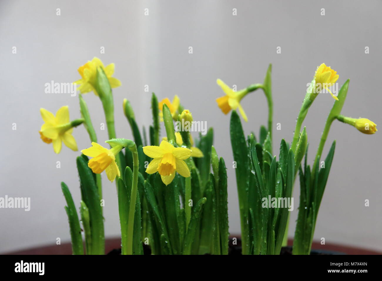 Yellow Daffodils, narcisi "tête-à-tête' Foto Stock