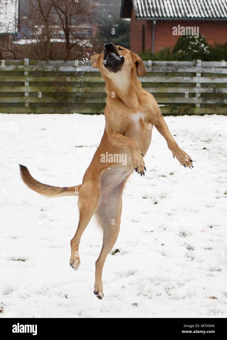 Giocare nella neve Foto Stock