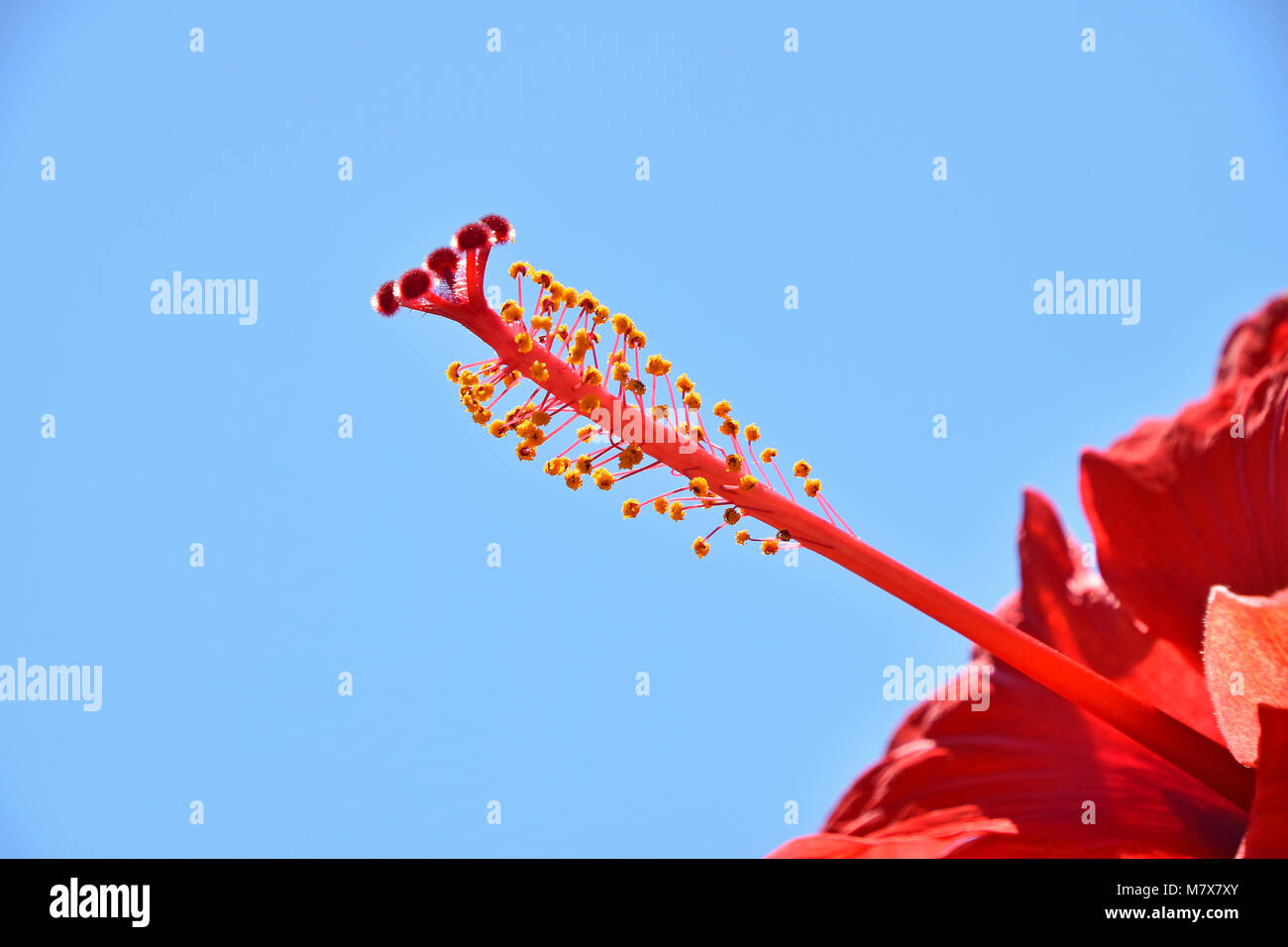 Extreme close up macro rosso fiori di ibisco pistillo stigmatizzazione rispetto allo sfondo del cielo blu chiaro Foto Stock