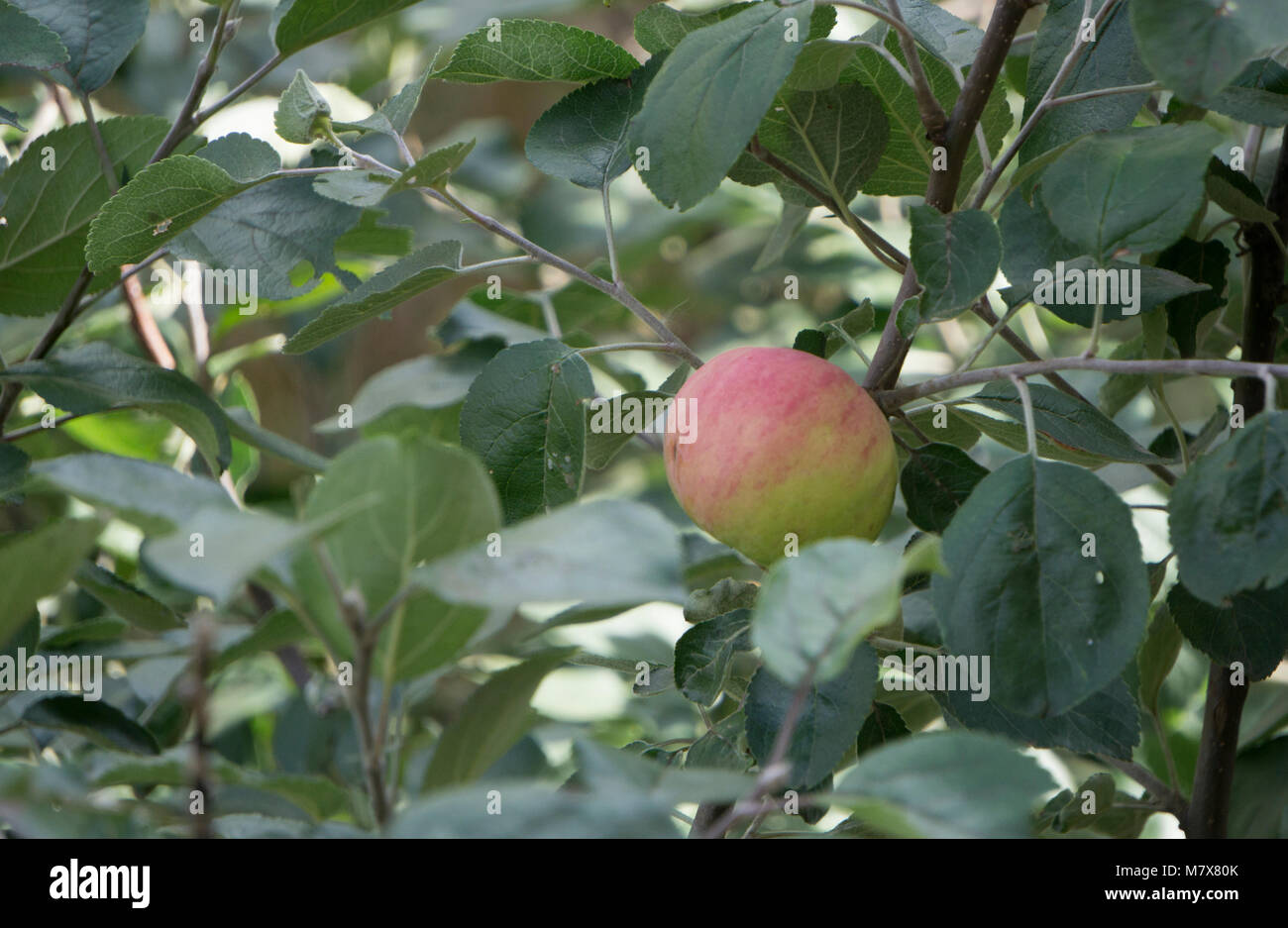 Mele rosse su albero nel frutteto di mattina durante l alba con rugiada prima di prelevare la Royal Gala, Foto Stock