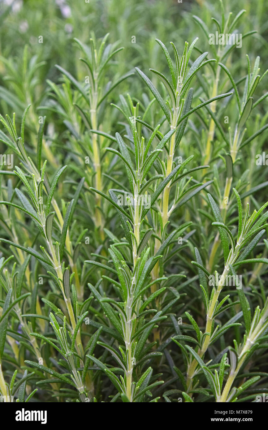 Il verde di rosmarino fresco piccante di herb (Rosmarinus officinalis) i germogli in crescita, vicino ad alto angolo di visione Foto Stock