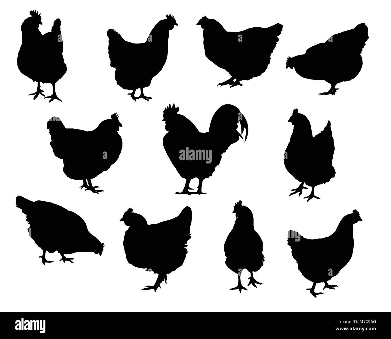 Set di sagome realistiche galline e polli - vettore isolato su sfondo bianco Illustrazione Vettoriale