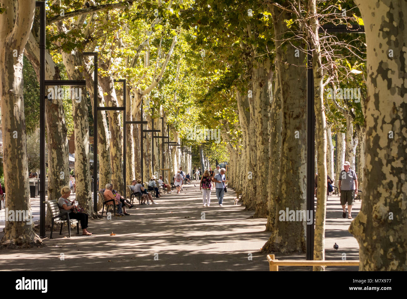 Persone in rilassanti sfumature, piano alberato Cours de la Republique Avenue, Narbonne, Occitanie, Francia Foto Stock