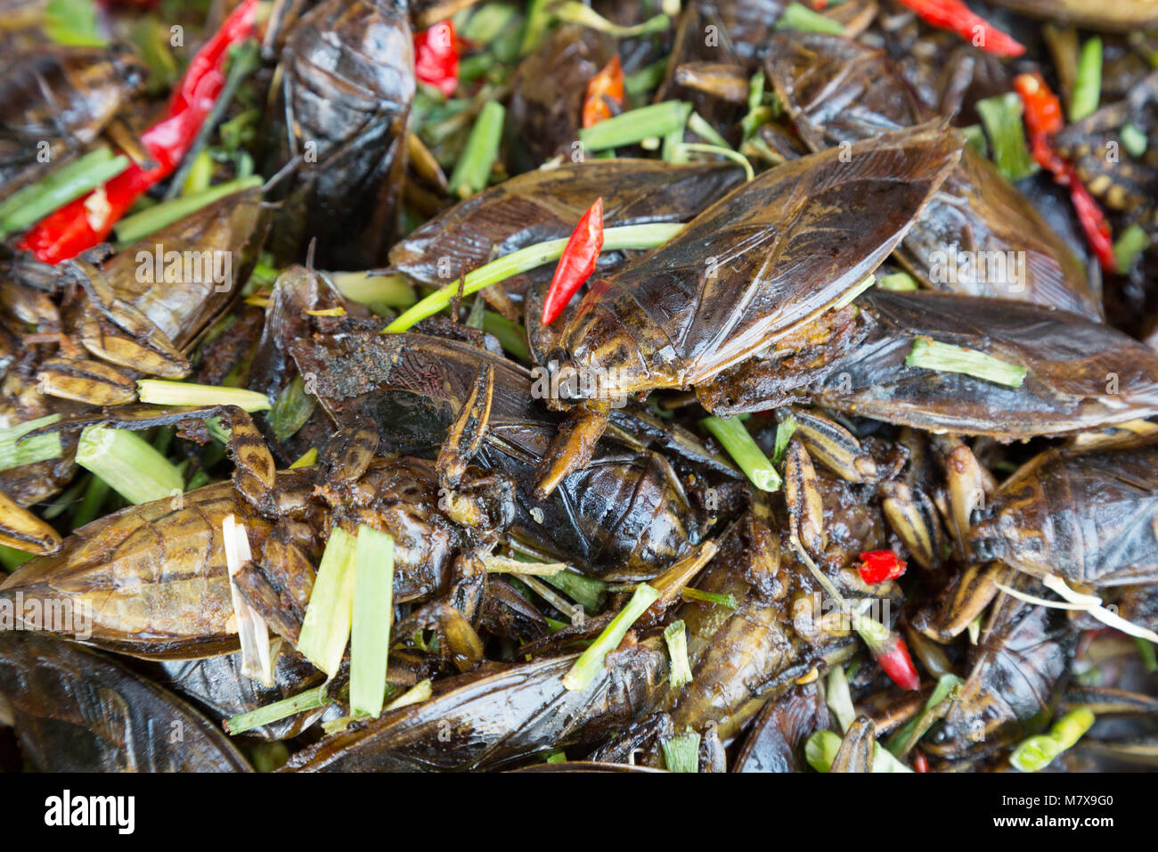 Mercato di insetto, Skuon, Cambogia - insetti fritti (cicale ) per i prodotti alimentari in vendita in una fase di stallo, Skuon, Cambogia Asia Foto Stock