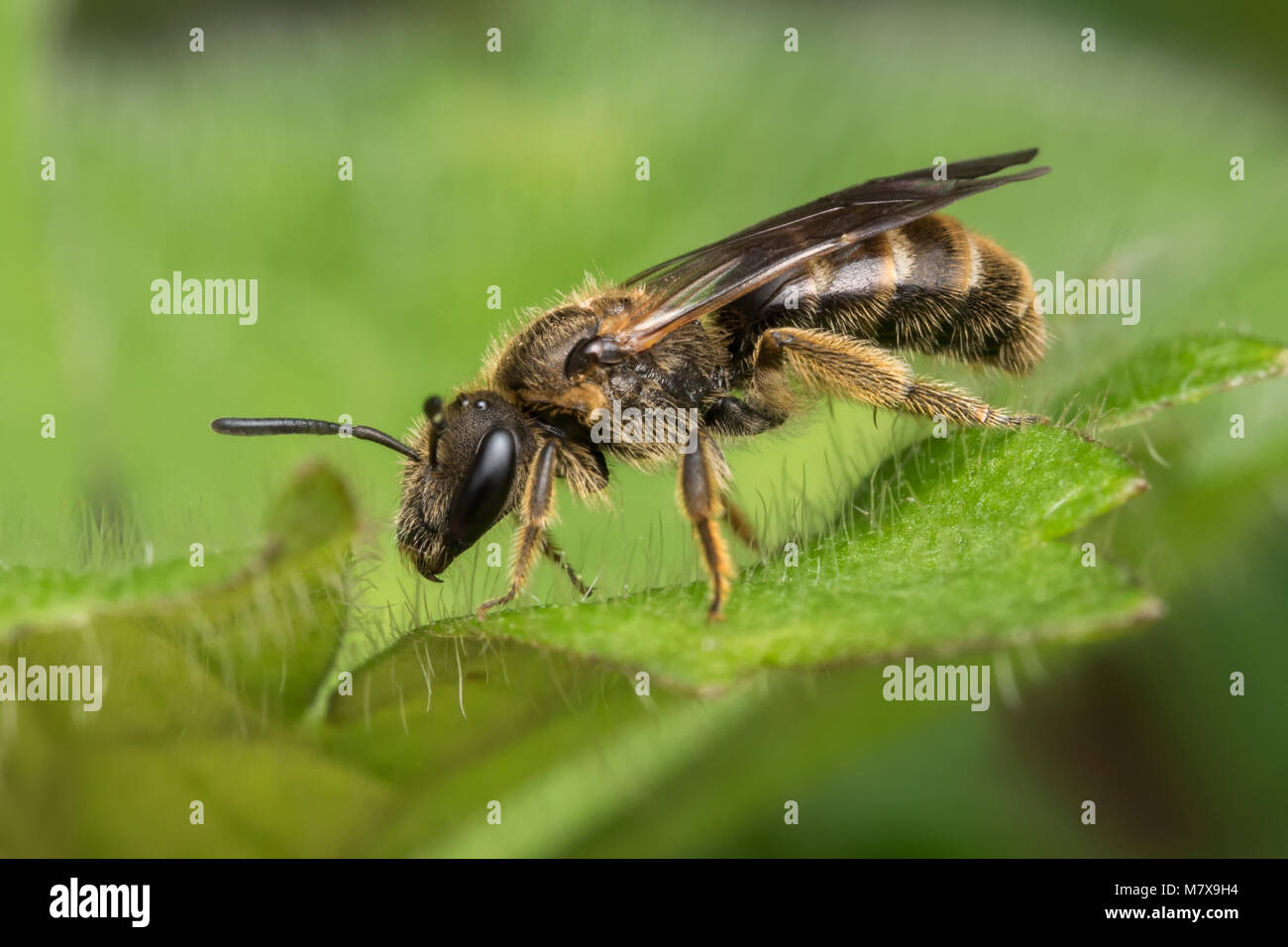 Il sudore delle api o solco Bee (Halictus rubicundus) in appoggio su una foglia. Tipperary, Irlanda Foto Stock