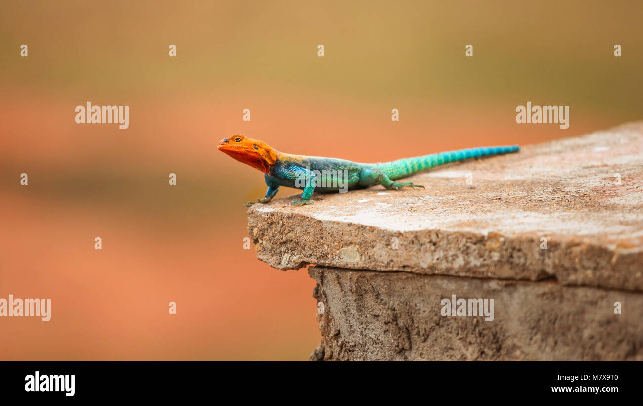 Roccia keniota AGAMA SA (AGAMA SA lionotus) appoggiato sulla piastrella in Ngutuni Safari Lodge, Kenya Foto Stock