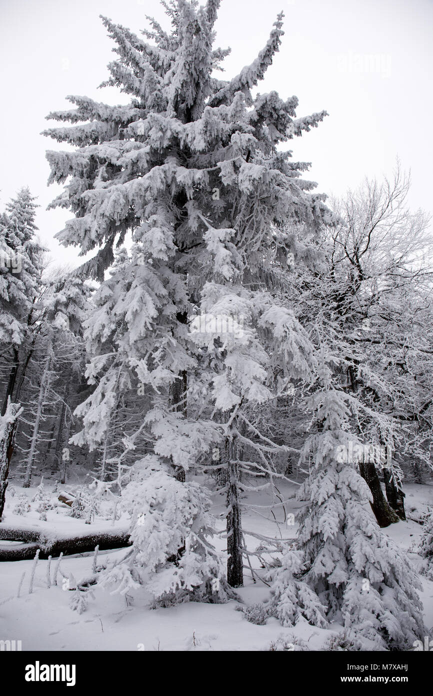 Inverno in Góry Sowie (Owl montagne). Sudety, Polonia. Foto Stock