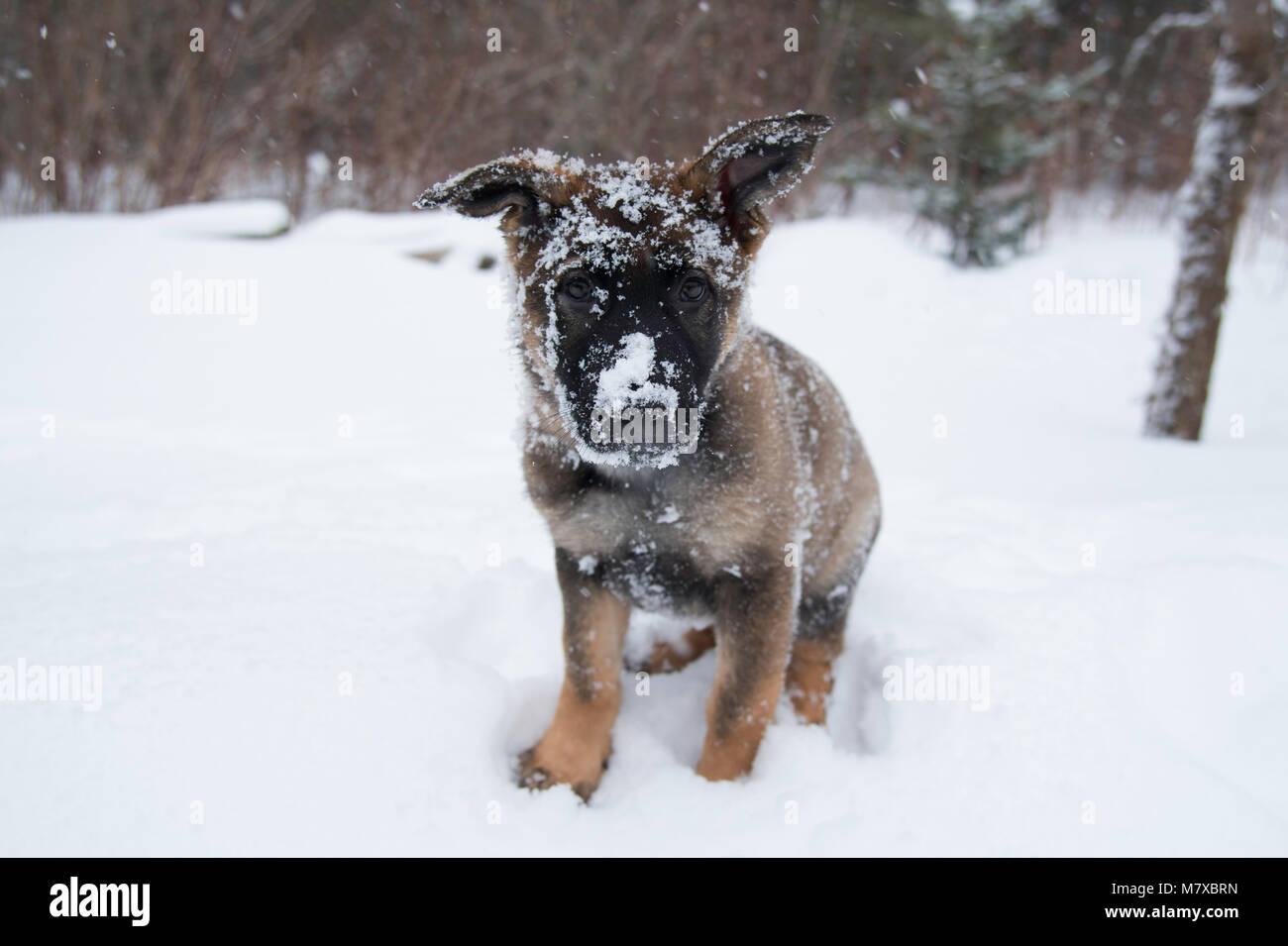 Pastore Tedesco cucciolo nella neve Foto Stock