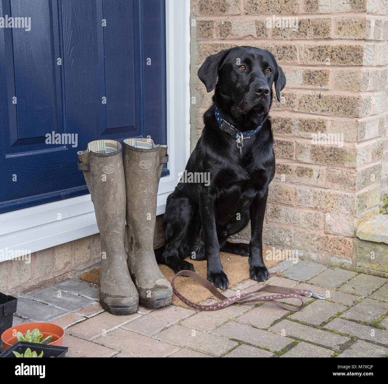 Un labrador nero è seduto su una porta con un cane piombo ai suoi piedi in attesa per una passeggiata. Il suo proprietario di stivali in gomma sono accanto a lui. Foto Stock
