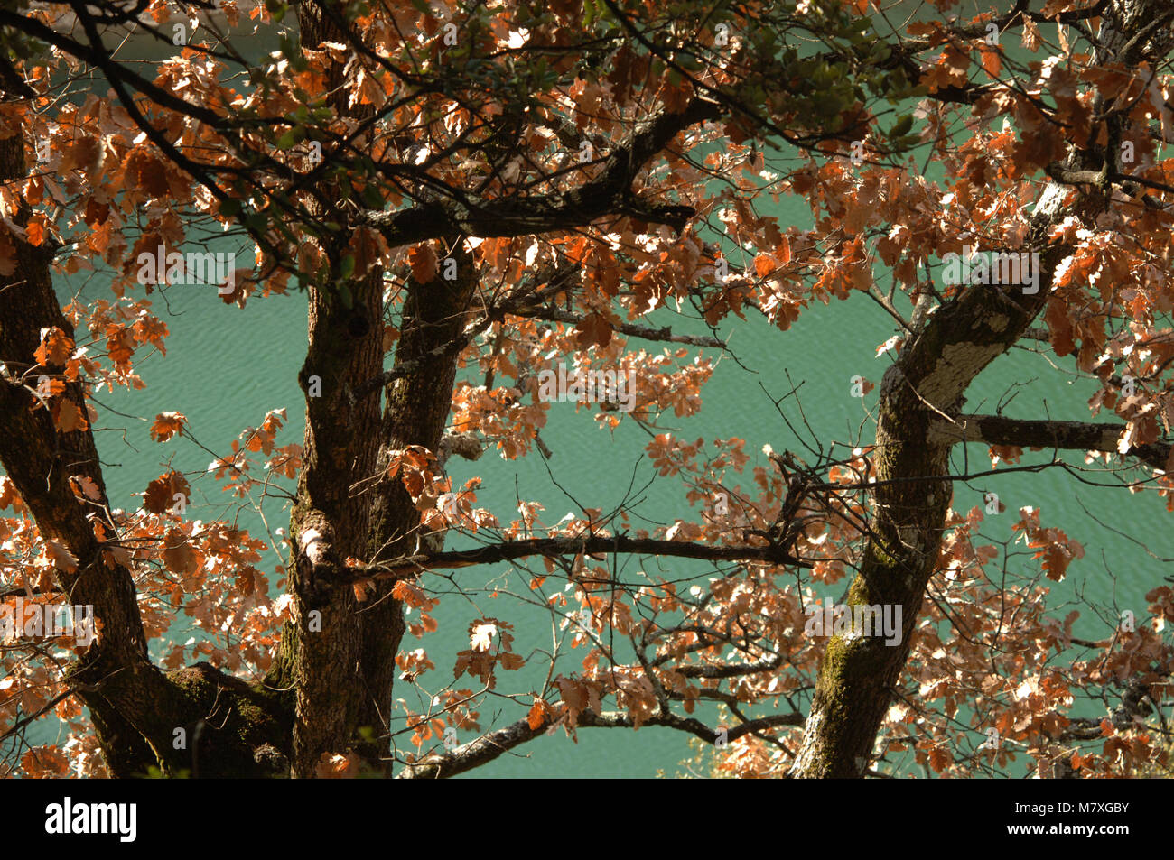 Guardando verso il basso su un blu, verde lago, attraverso i rami e le foglie d'arancio di un autunno di rovere. Foto Stock