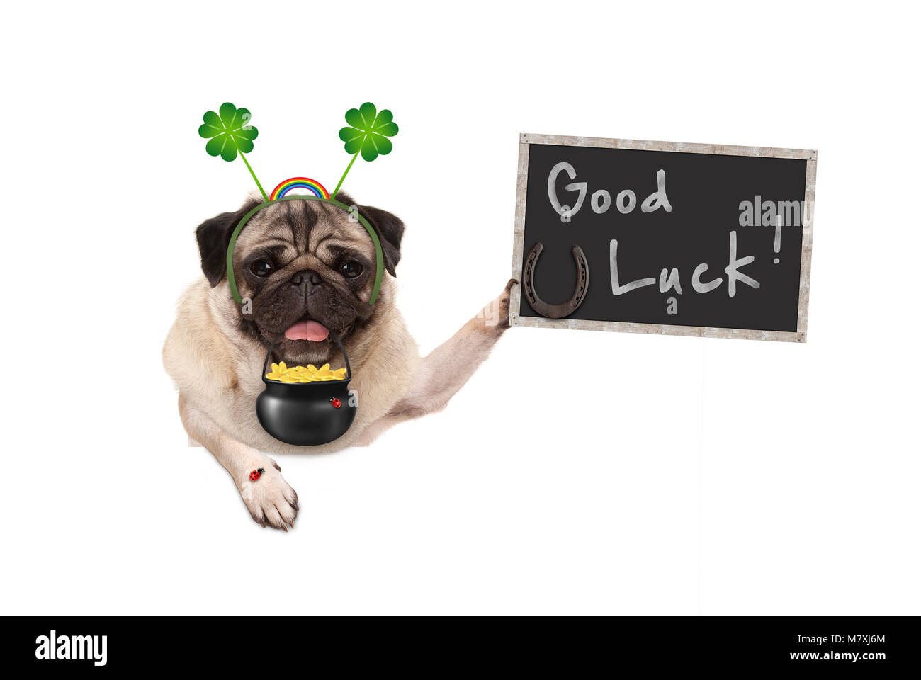 Talismano pug cucciolo di cane, con shamrock trifoglio, monete doro, lady bug e ferro di cavallo per la buona fortuna e successo, isolato su sfondo bianco Foto Stock