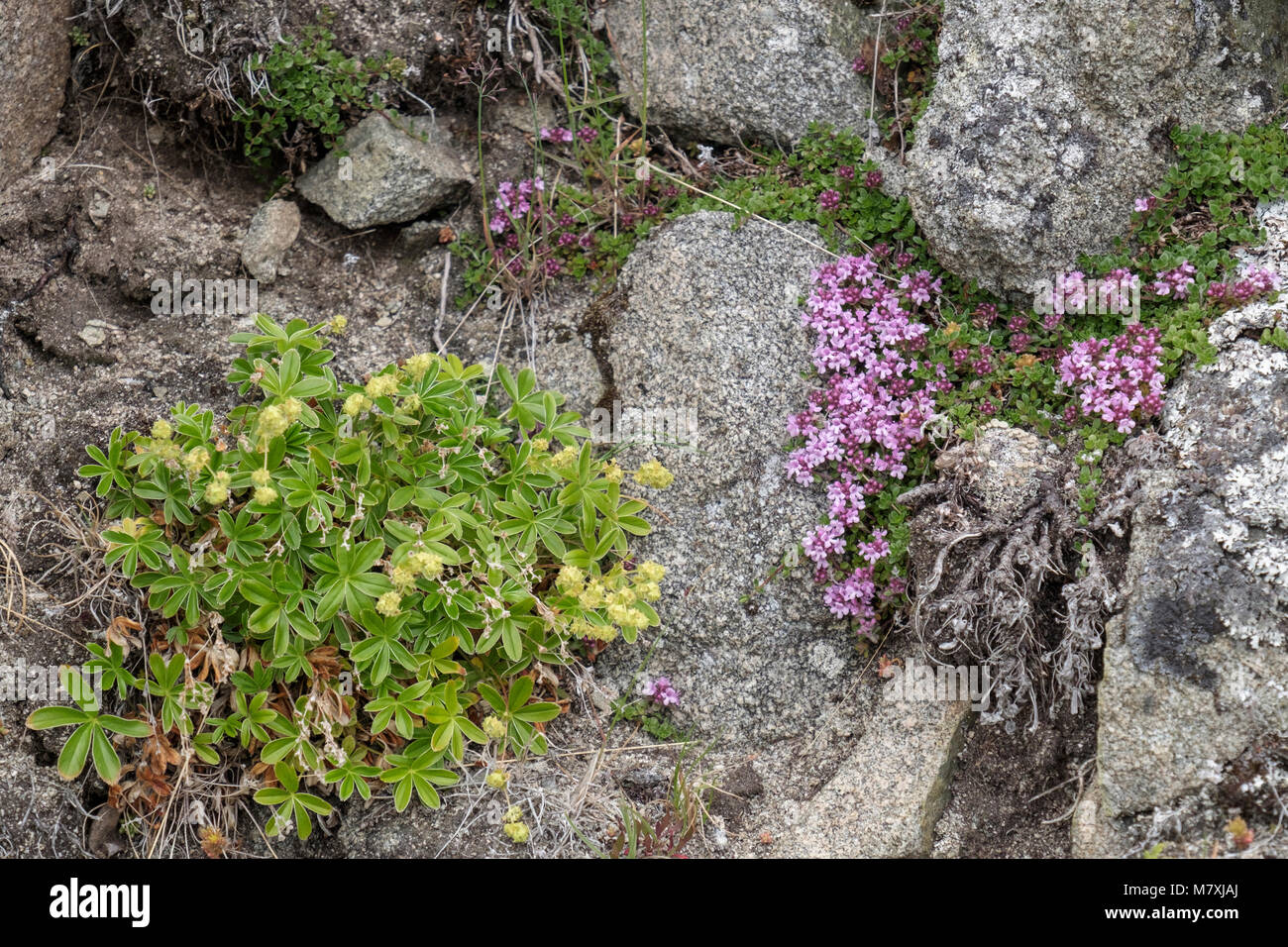 Alpine Lady del mantello (Alchemilla alpina) e Timo Serpillo (Thymus polytrichus) cresce in un riparo di pietre tundra artica habitat. Groenlandia meridionale Foto Stock