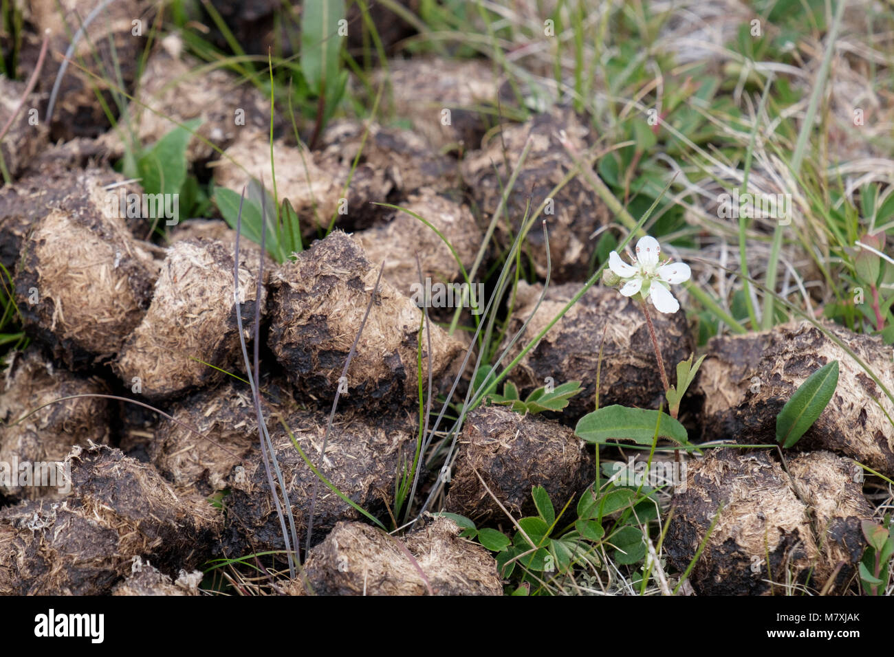 Tre-Cinquefoil dentata (Sibbaldia Purshia) o Tretands-Potentil crescendo in nutriente-ricco muschio Ox poo pollina. Qaqortoq, Kujalleq, Groenlandia Foto Stock